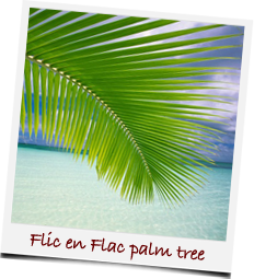Flic en Flac palm tree