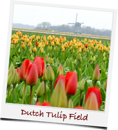 Dutch Tulip Field