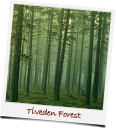 Tivedon Forest